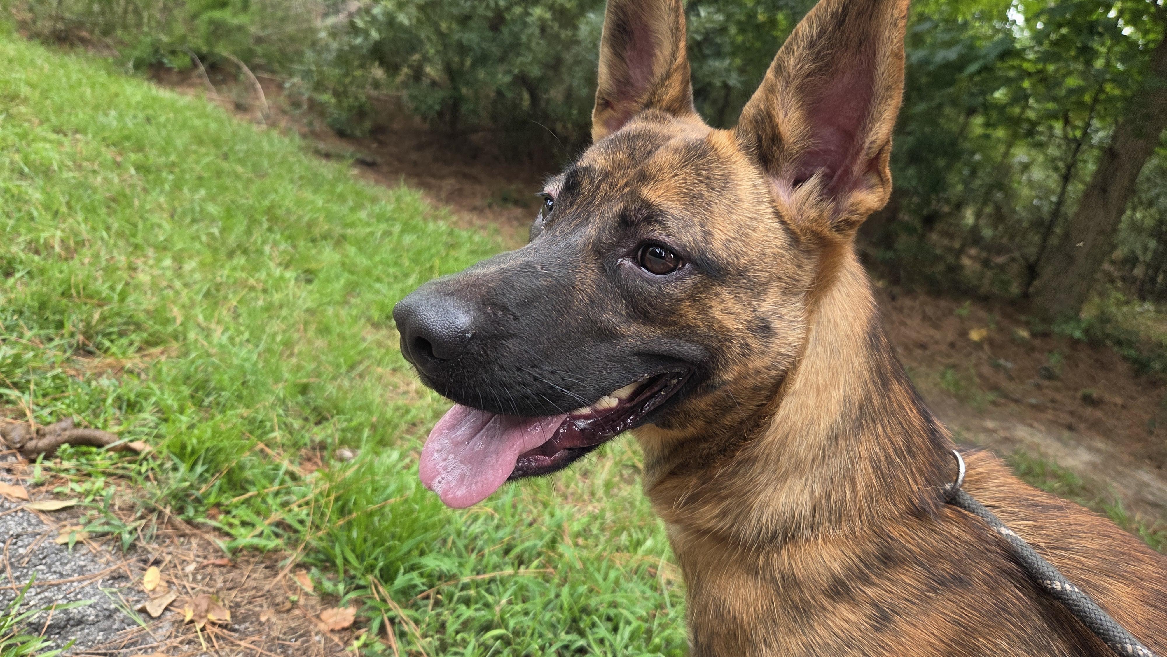 Gia, ADOPTABLE, Young Female Belgian Shepherd / Malinois.