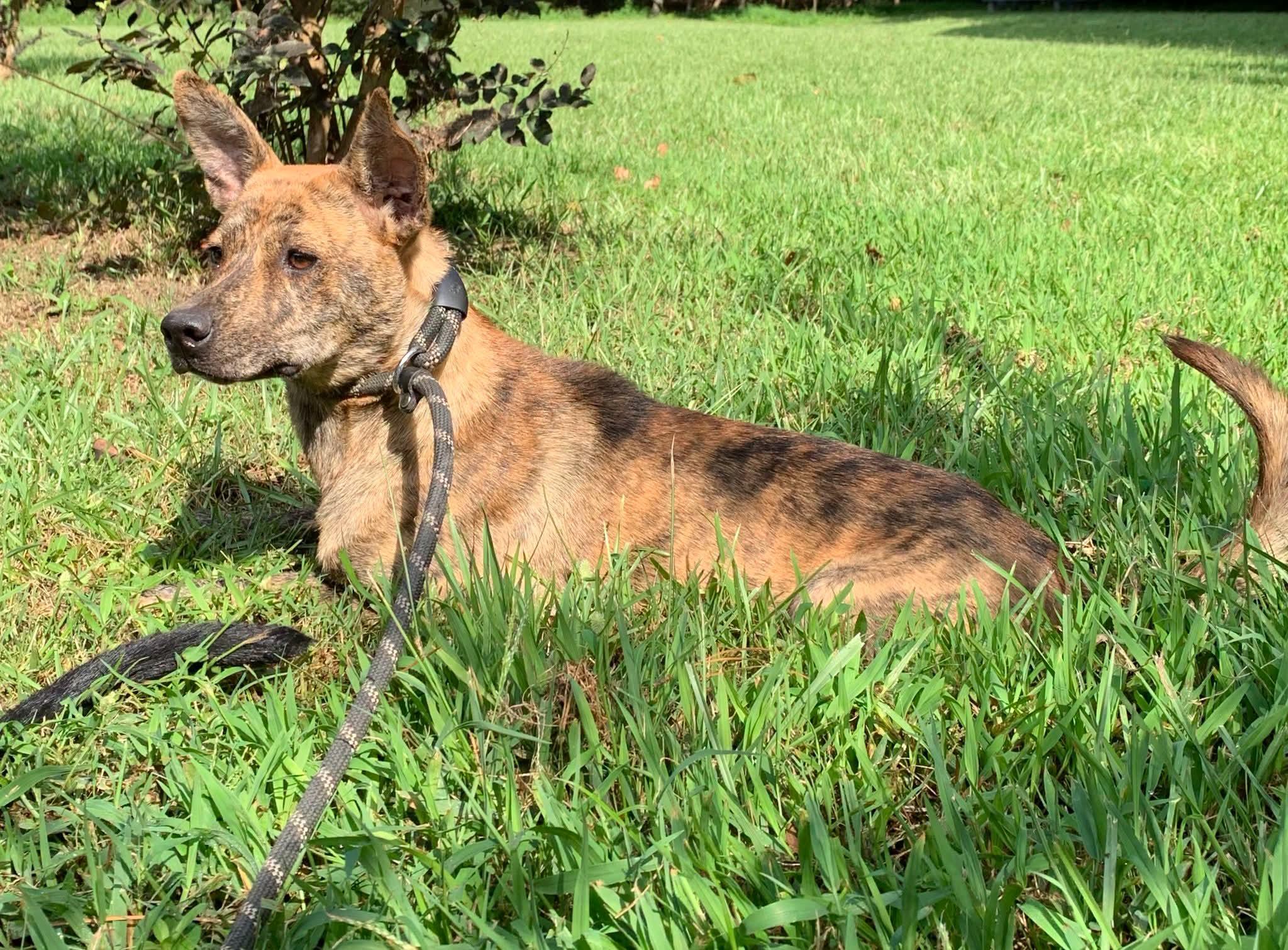 Enlarge Gia, a ADOPTABLE mixed breed in Sumter, SC image 2/3