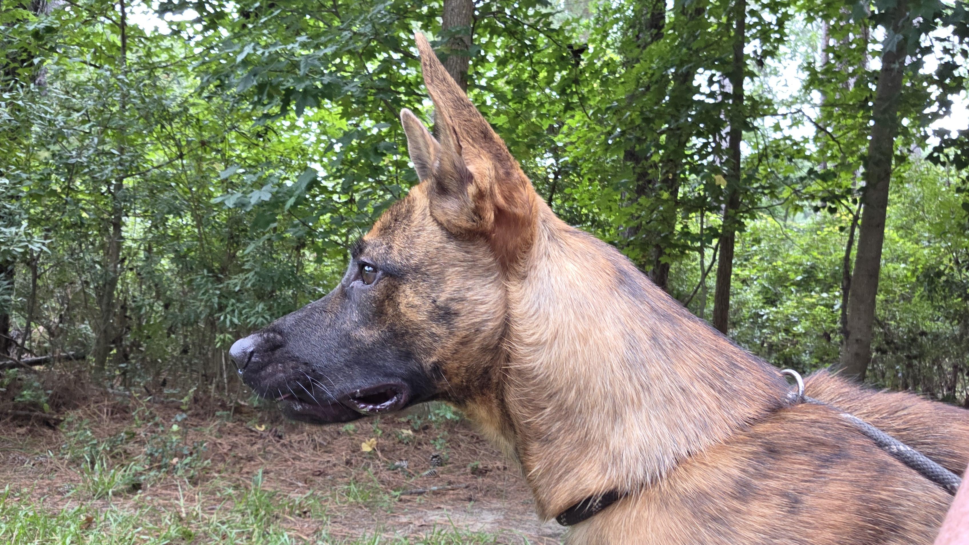Enlarge Gia, a ADOPTABLE mixed breed in Sumter, SC image 3/3