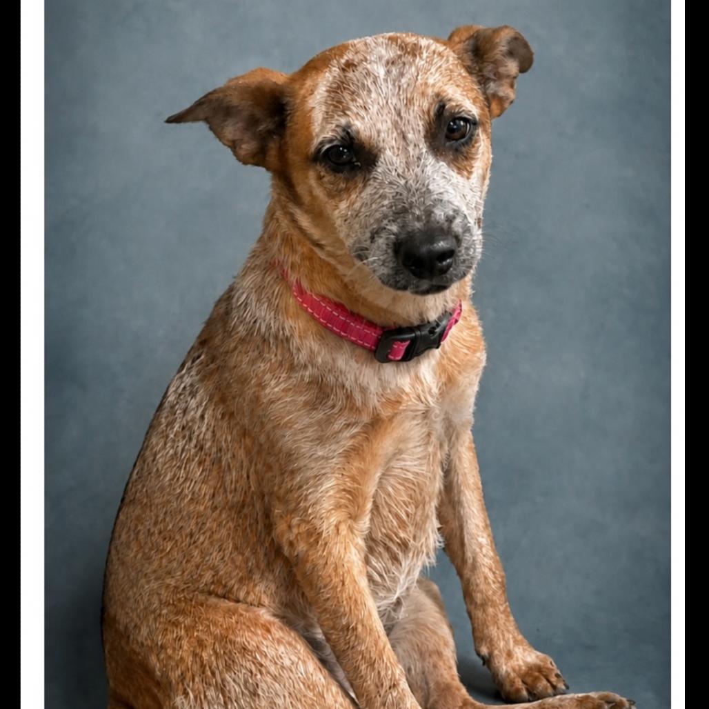 Miranda, Adoptable, Puppy Female Cattle Dog.