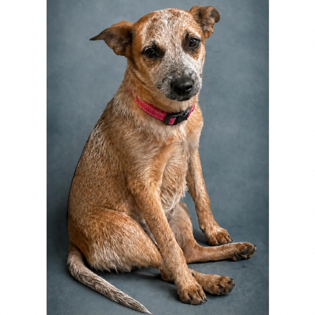 Enlarge Miranda, a Adoptable Cattle Dog in Phoenix, AZ image 2/2