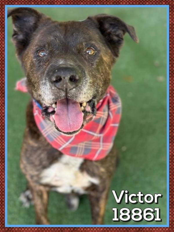 Enlarge Victor (78), a Adoptable mixed breed in Marietta, GA image 1/1