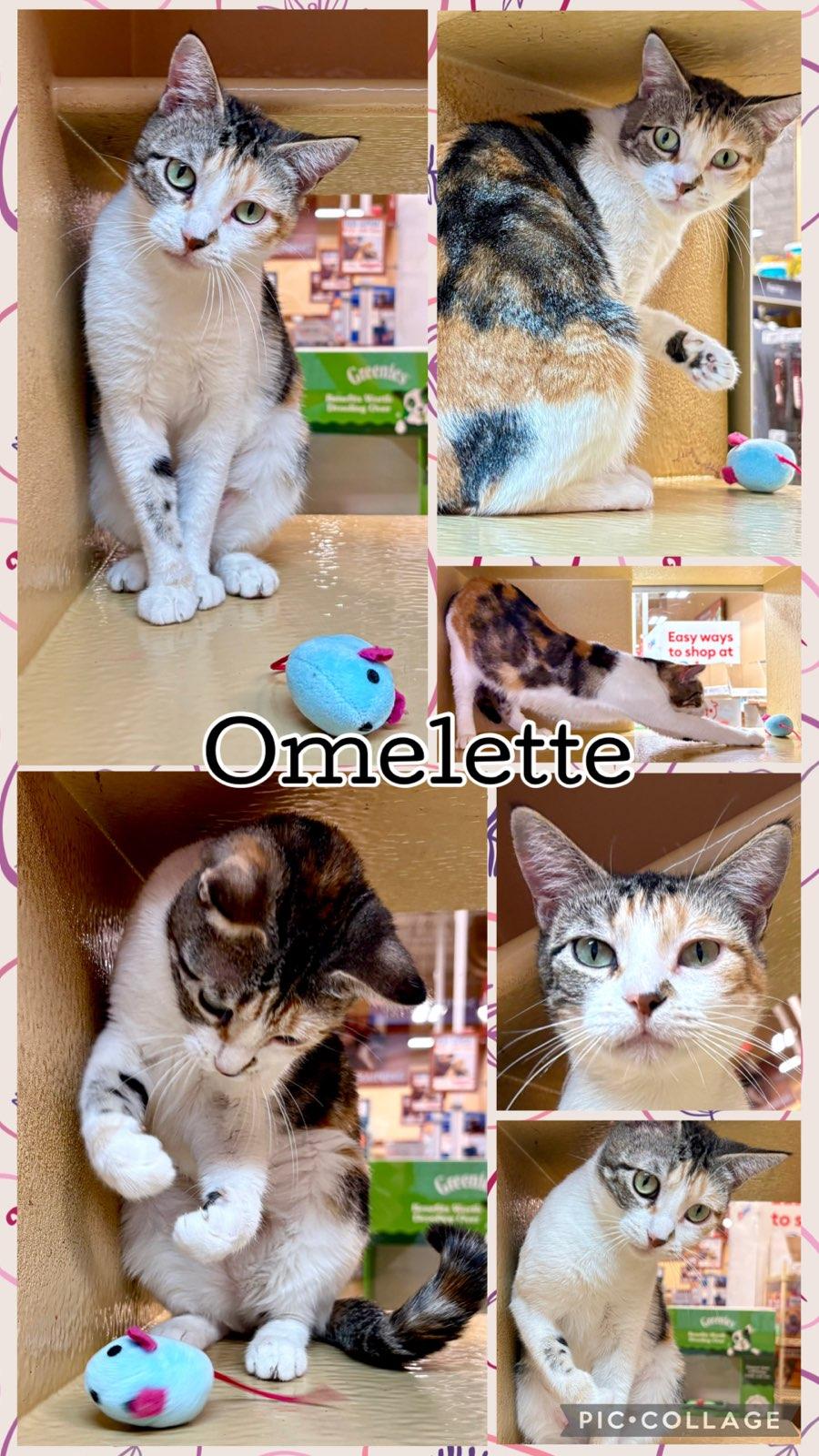Enlarge OMELETTE, a Adoptable mixed breed in Lawton, OK image 1/1