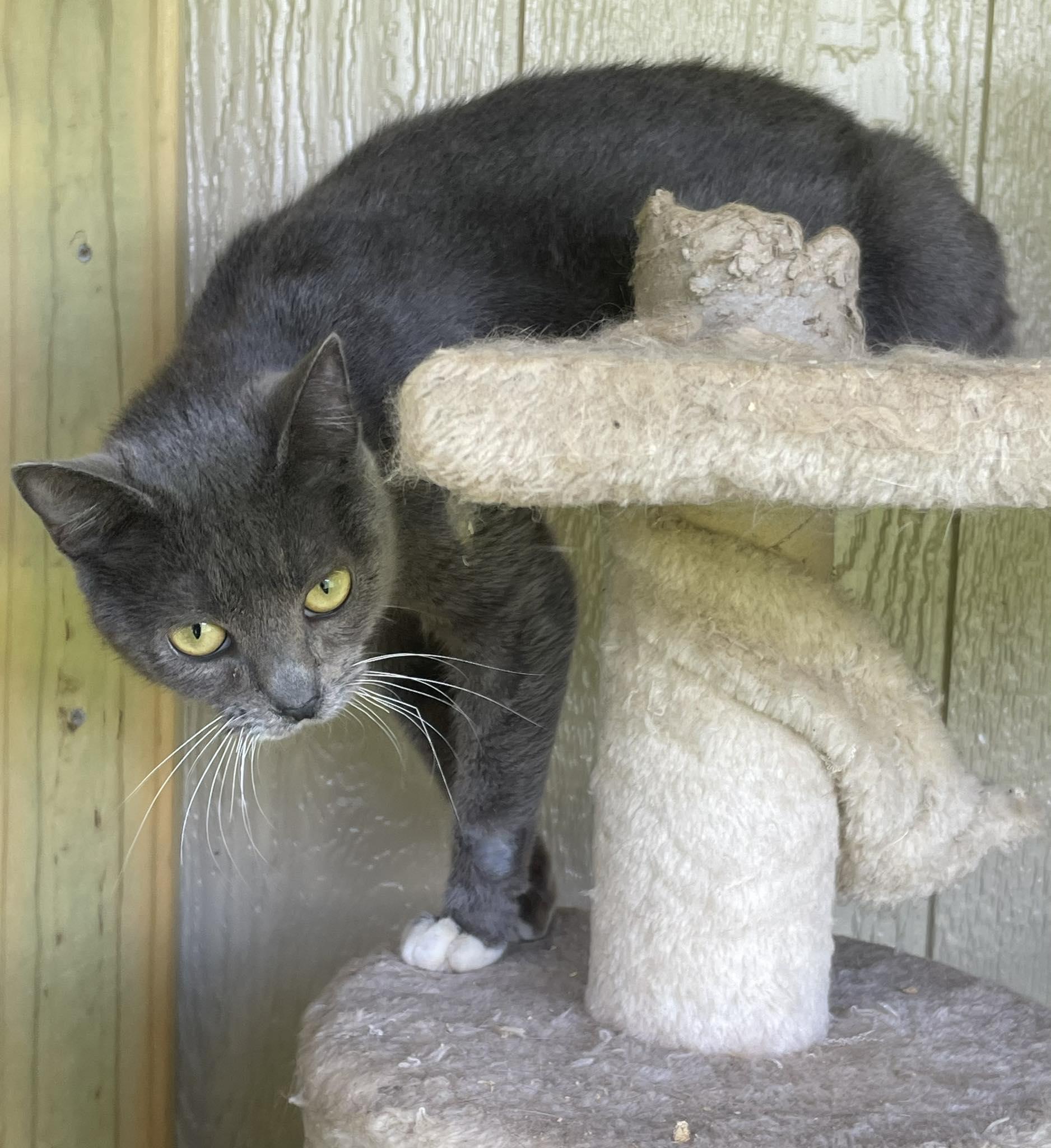 Mulan, a Adoptable Domestic Short Hair in Stratford, CT image 1/3