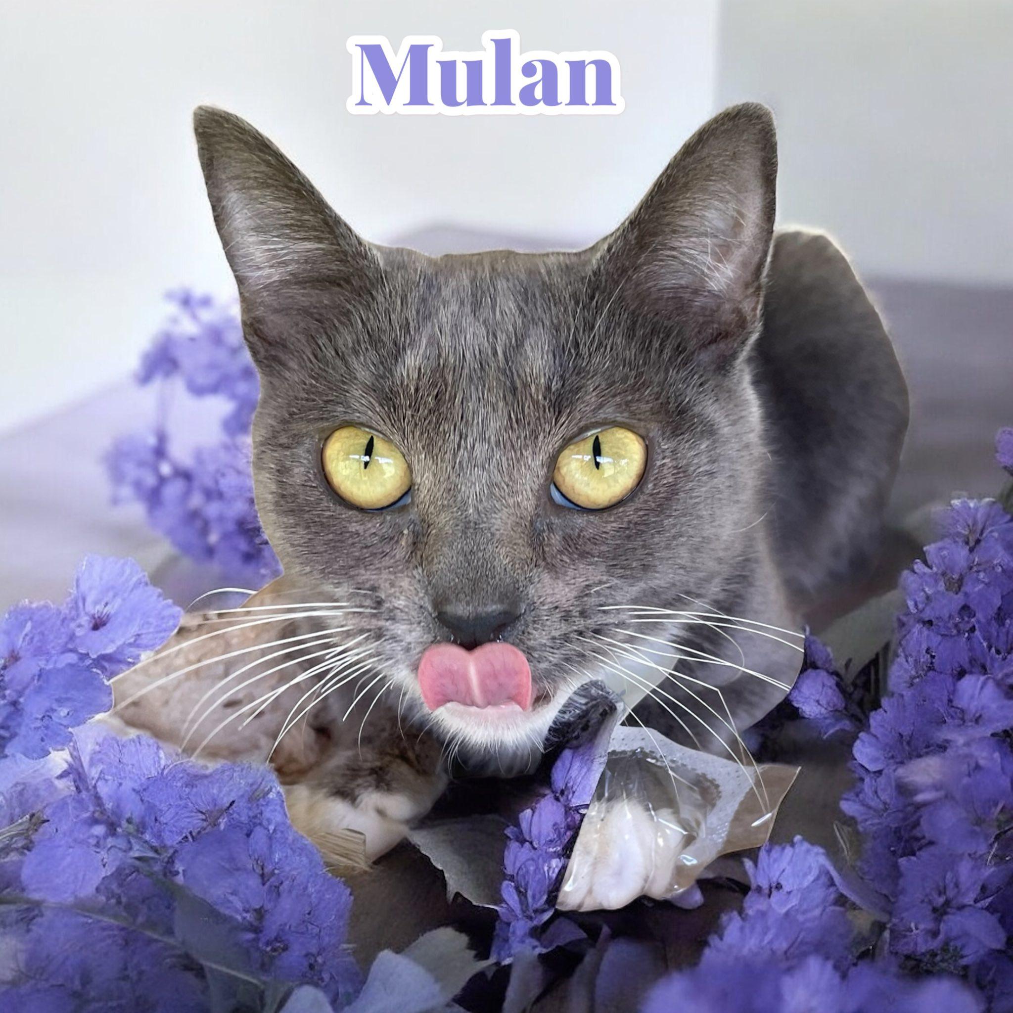 Mulan, a Adoptable Domestic Short Hair in Stratford, CT image 2/3