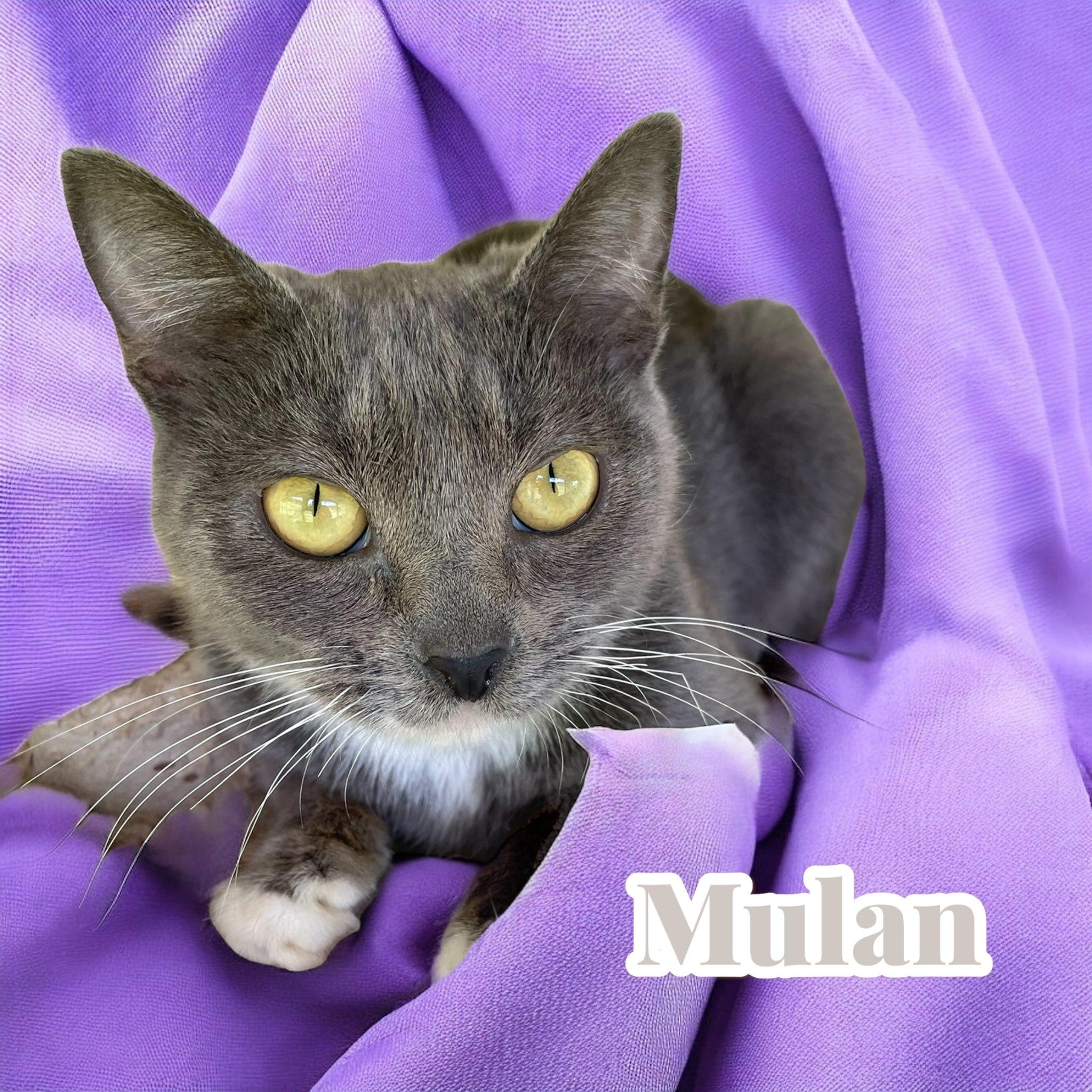 Mulan, a Adoptable Domestic Short Hair in Stratford, CT image 3/3