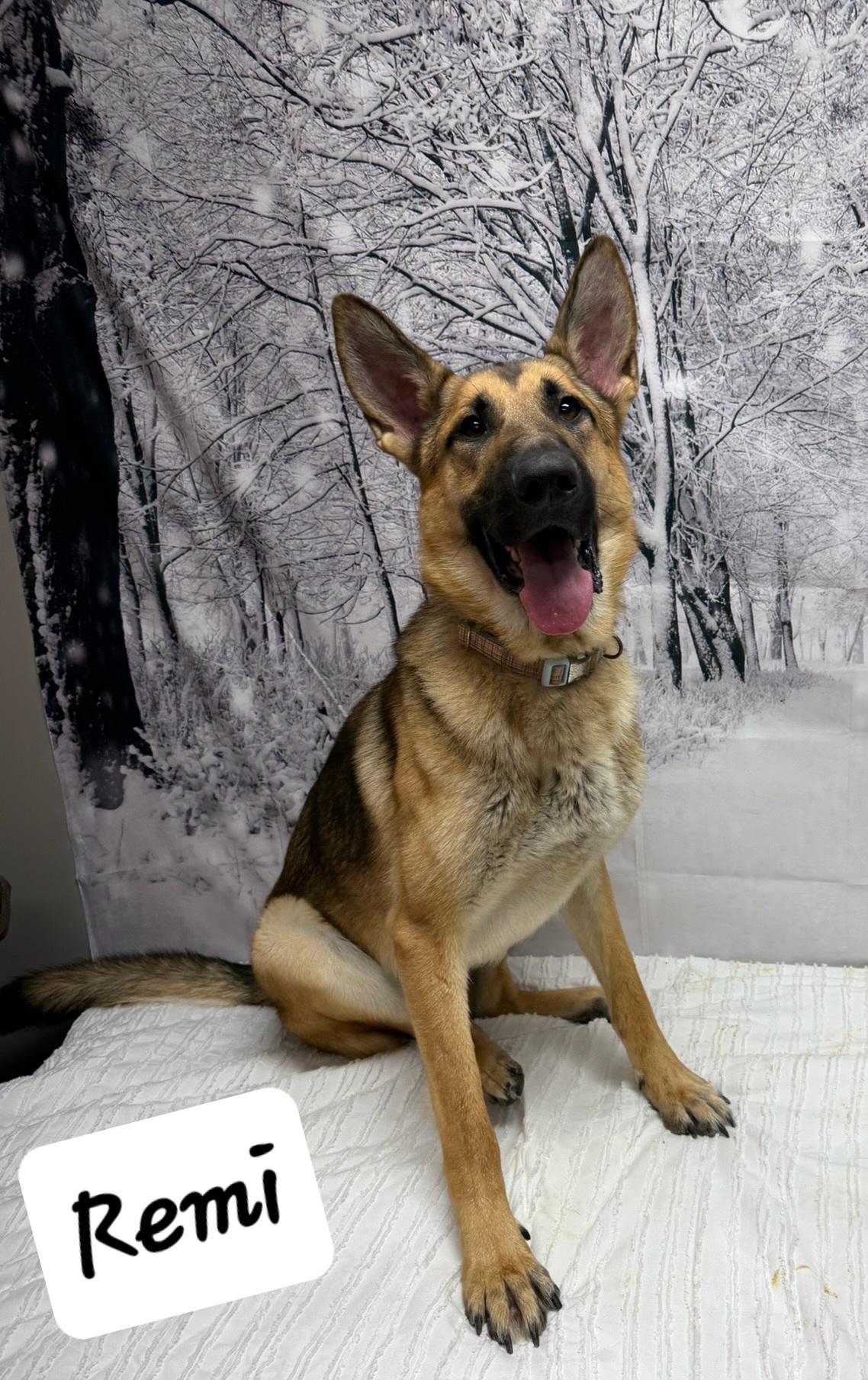 Remi, ADOPTABLE, Adult Female German Shepherd Dog.
