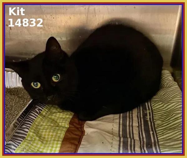 Kit (669), Adoptable, Adult Female Domestic Short Hair.
