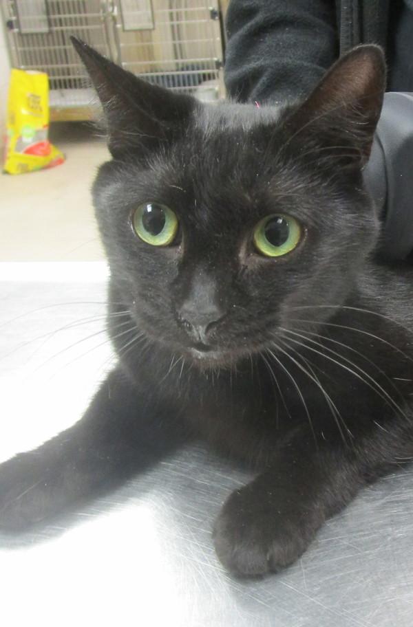 Enlarge Kit (669), a Adoptable mixed breed in Marietta, GA image 2/2