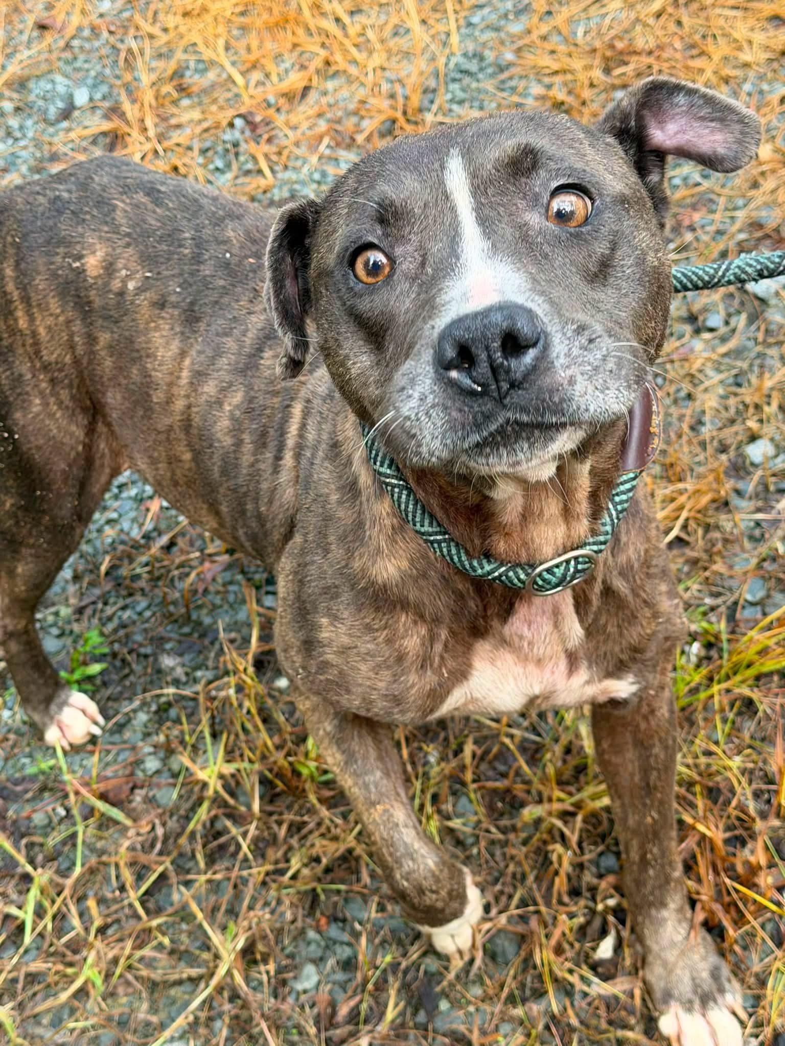 Enlarge Alle, a ADOPTABLE mixed breed in Elizabethtown, NC image 1/2