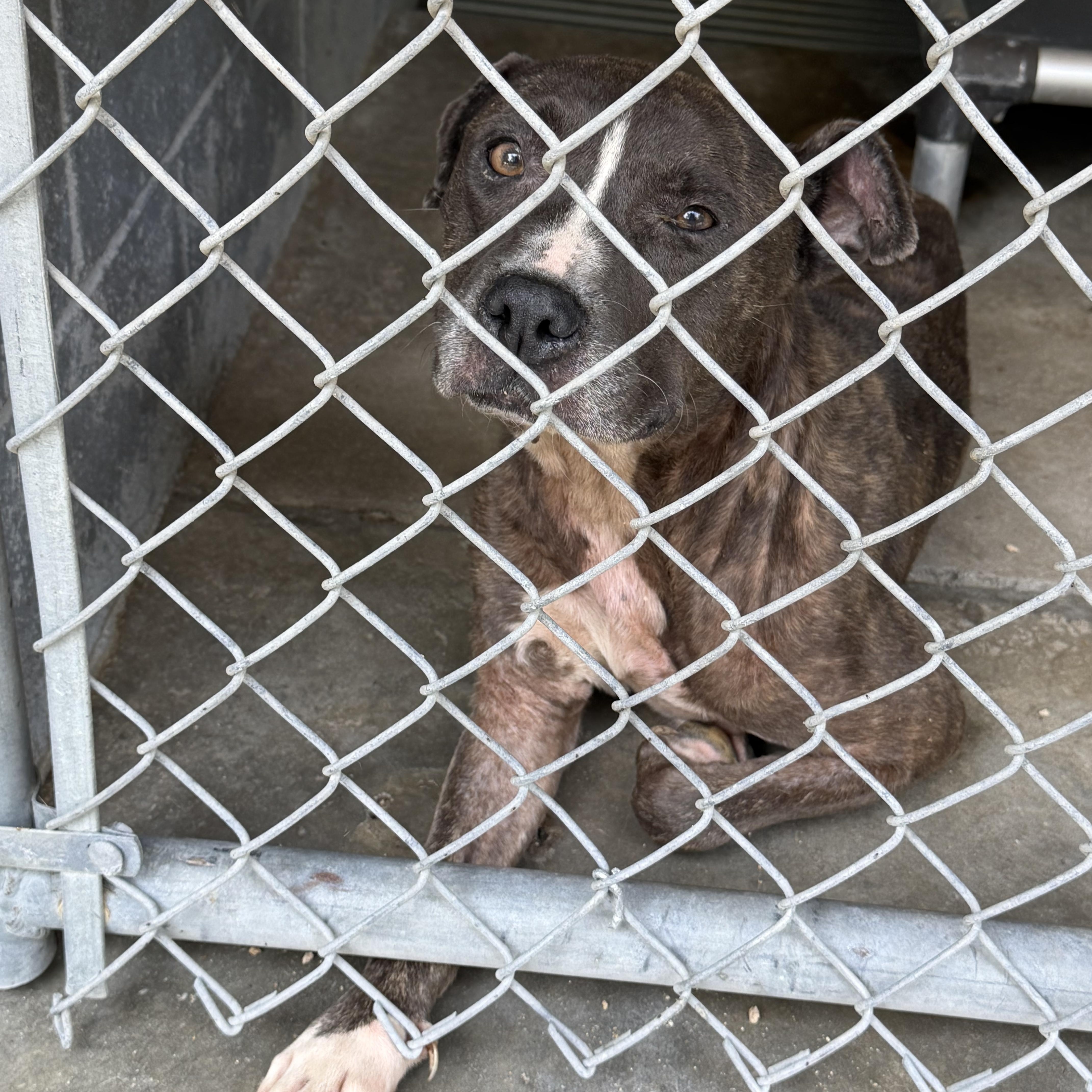 Enlarge Alle, a ADOPTABLE mixed breed in Elizabethtown, NC image 2/2