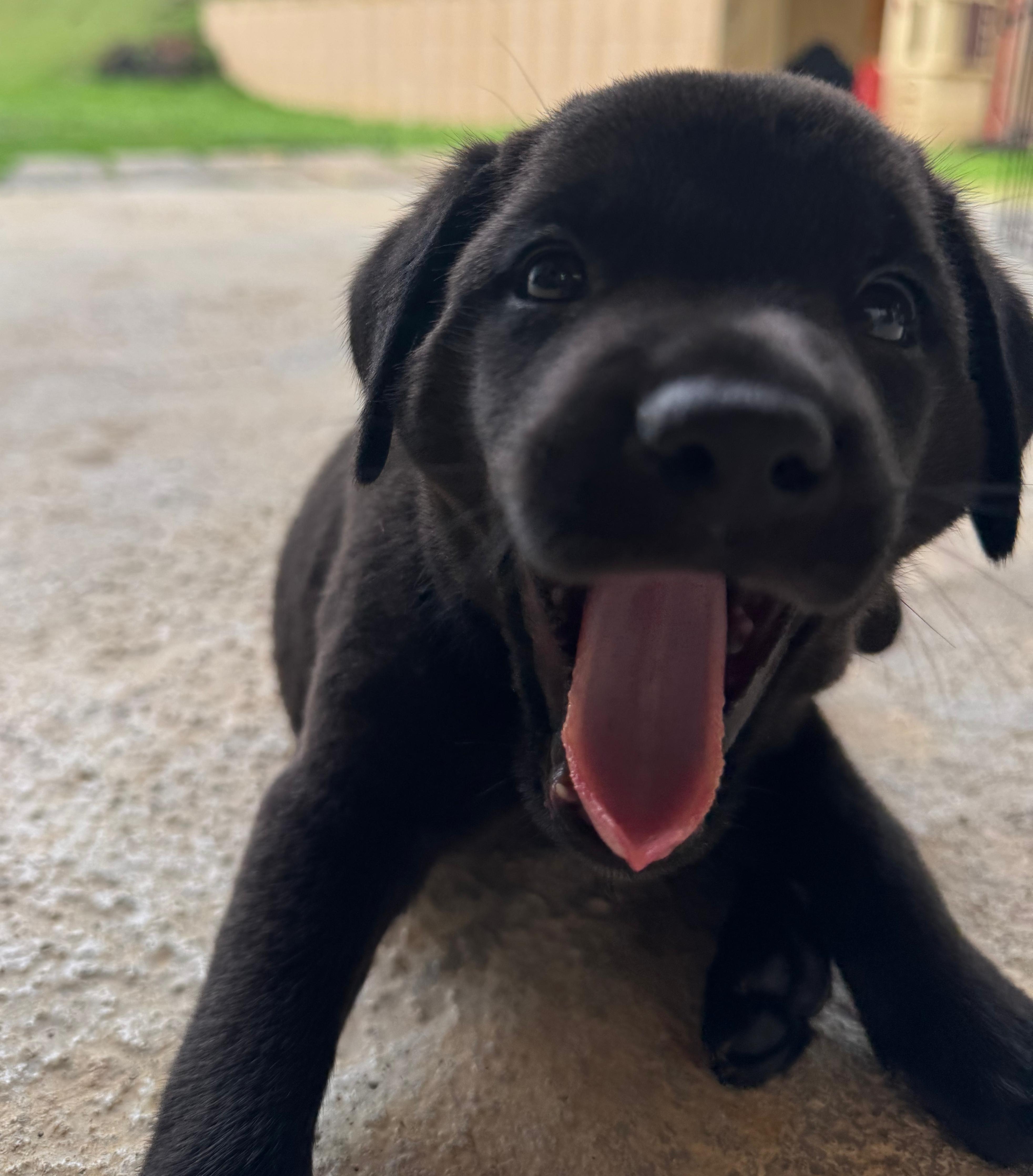 Enlarge Valentina - A Puerto Rican Princess, an adopted mixed breed in HAMPTON, NH image 1/6