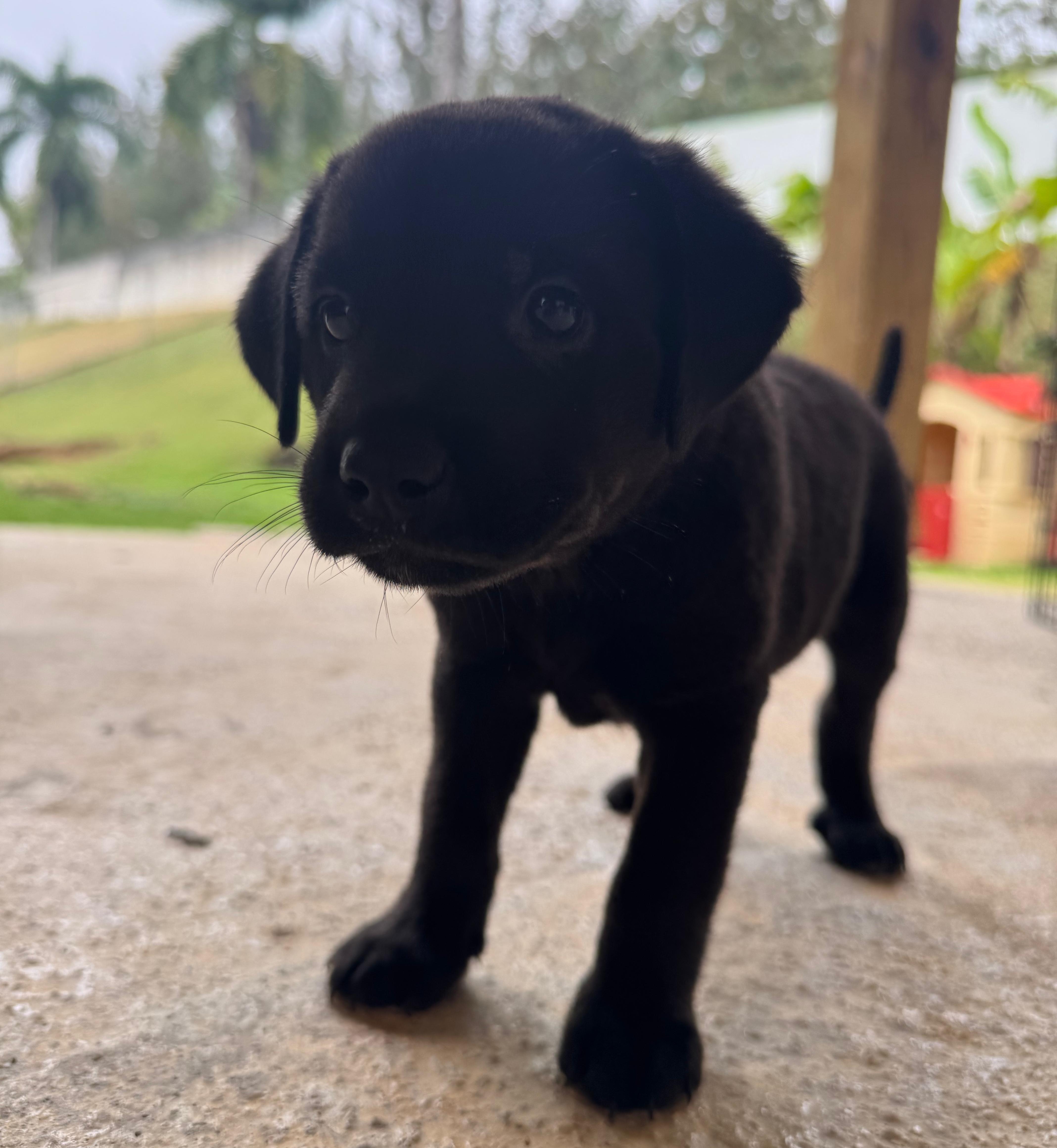 Enlarge Valentina - A Puerto Rican Princess, an adopted mixed breed in HAMPTON, NH image 4/6