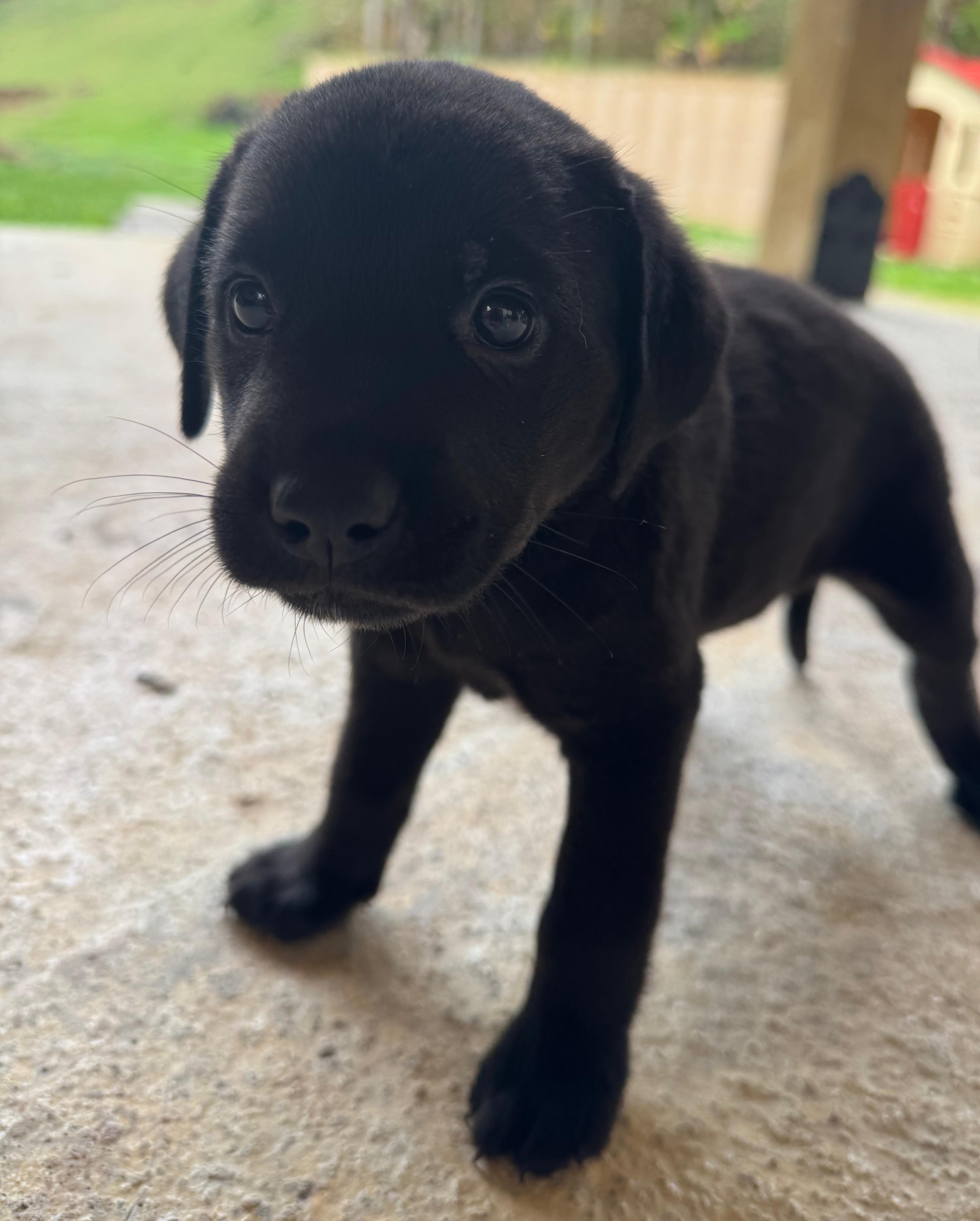 Enlarge Valentina - A Puerto Rican Princess, an adopted mixed breed in HAMPTON, NH image 2/6