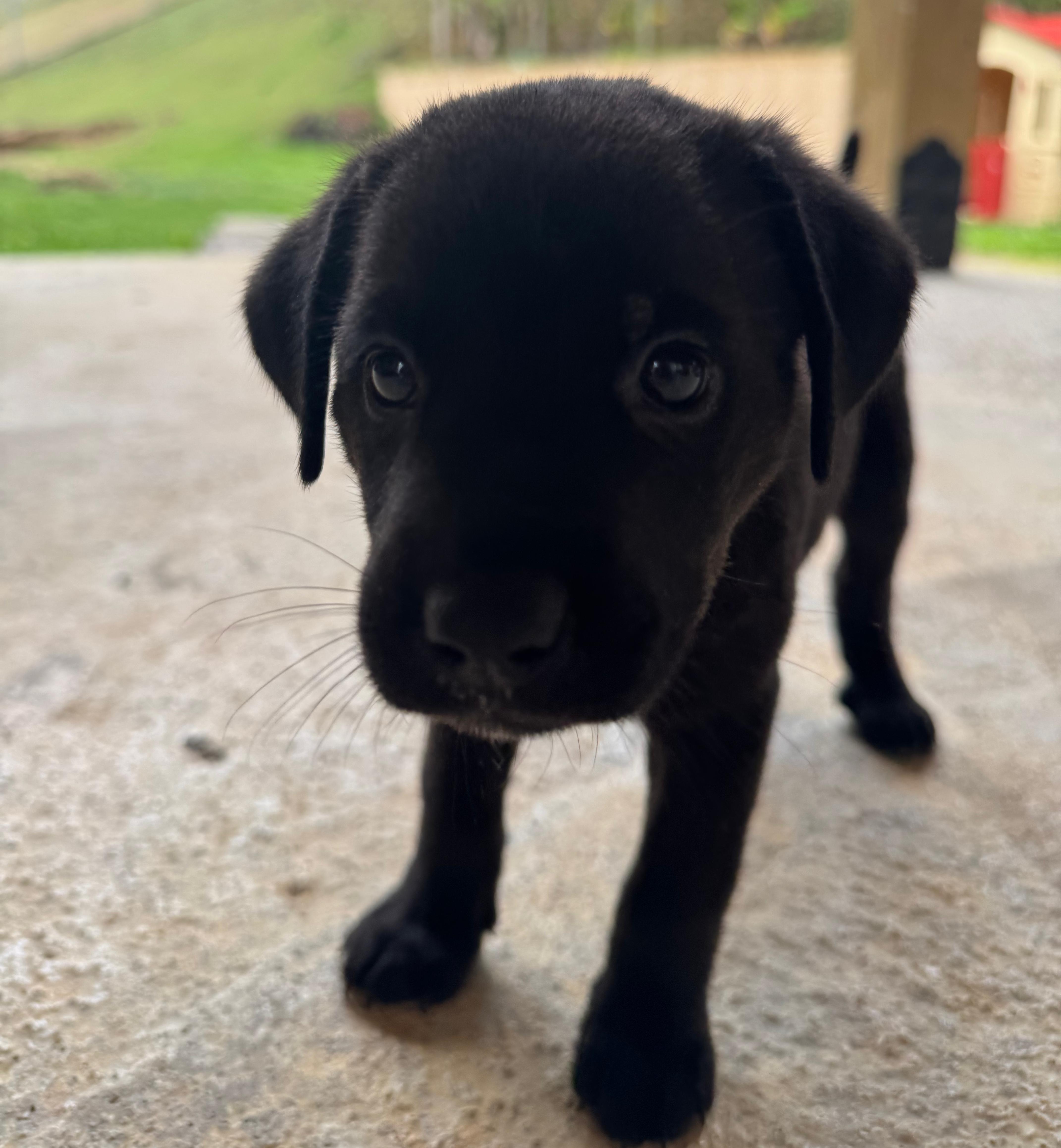 Enlarge Valentina - A Puerto Rican Princess, an adopted mixed breed in HAMPTON, NH image 3/6