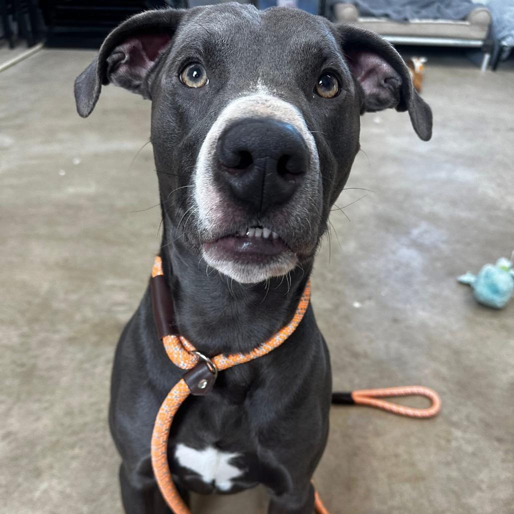 Smokey, Adoptable, Adult Male Pit Bull Terrier.