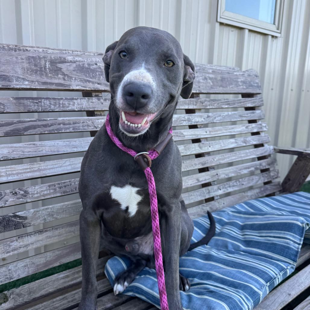 Enlarge Smokey, a Adoptable Pit Bull Terrier in Canton, IL image 2/6