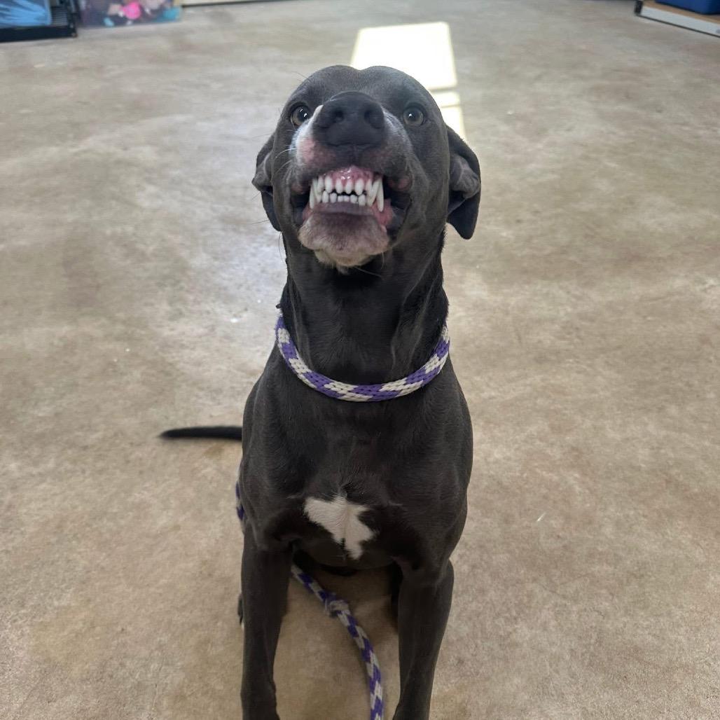 Enlarge Smokey, a Adoptable Pit Bull Terrier in Canton, IL image 2/5