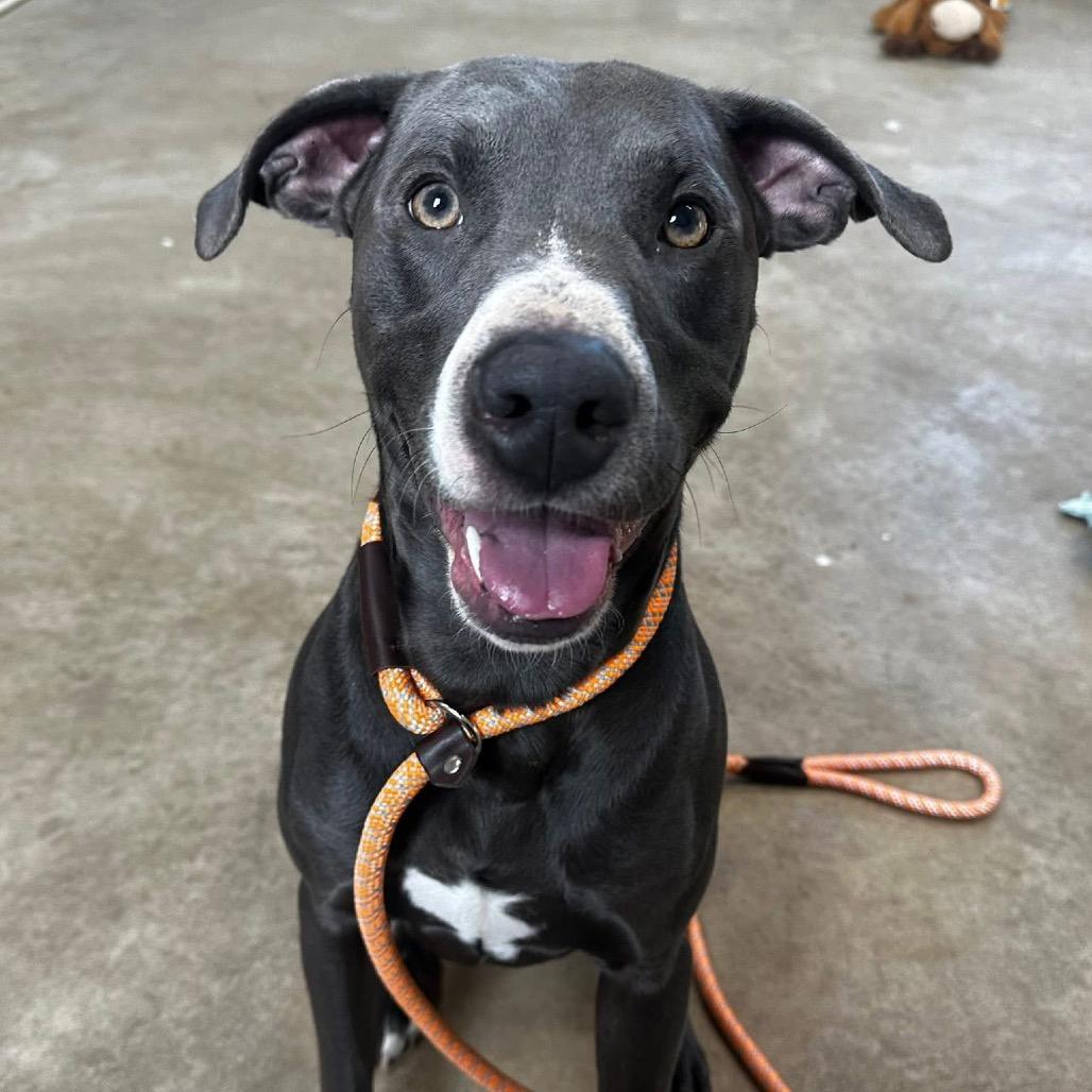 Enlarge Smokey, a Adoptable Pit Bull Terrier in Canton, IL image 3/5