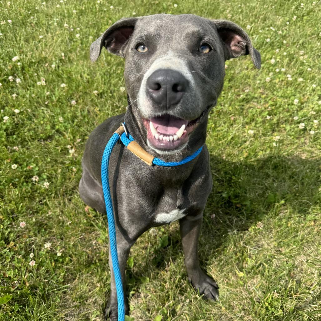 Enlarge Smokey, a Adoptable Pit Bull Terrier in Canton, IL image 4/5