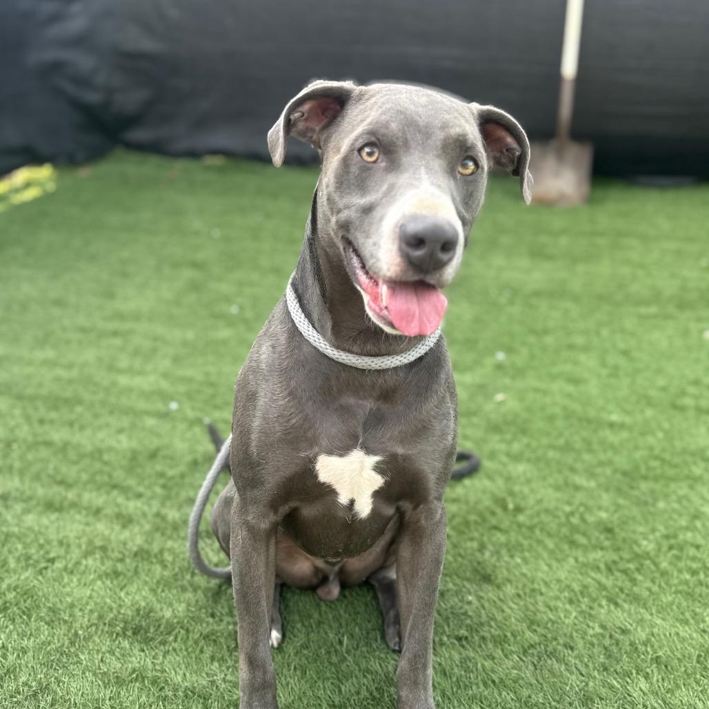 Enlarge Smokey, a Adoptable Pit Bull Terrier in Canton, IL image 5/6