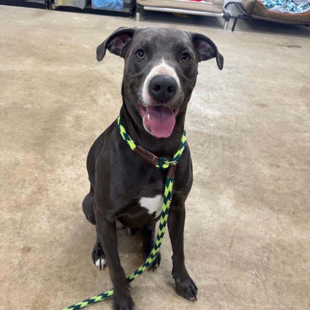 Enlarge Smokey, a Adoptable Pit Bull Terrier in Canton, IL image 5/6