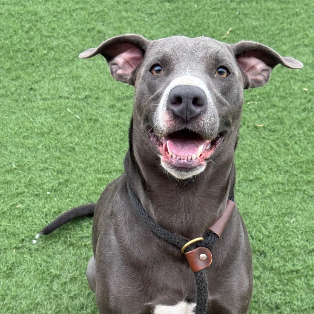 Smokey, a Adoptable Pit Bull Terrier in Canton, IL image 5/6