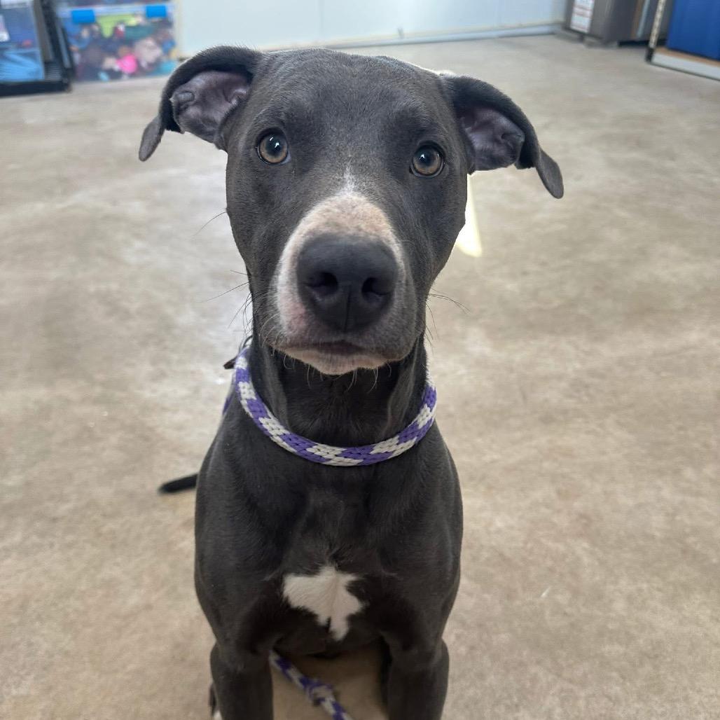 Enlarge Smokey, a Adoptable Pit Bull Terrier in Canton, IL image 5/5