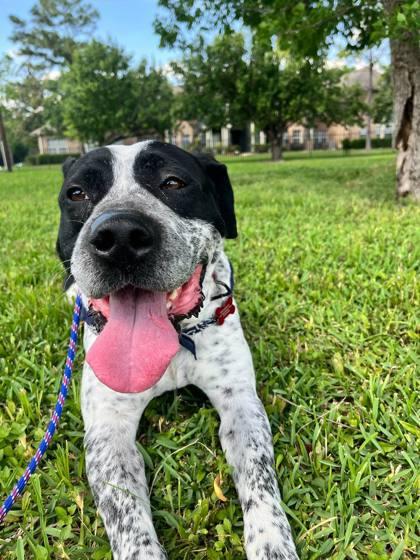 Domino, an adoptable Pointer in Steamboat Springs, CO, 80477 | Photo Image 1