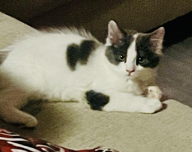 Sassy and Tuxie