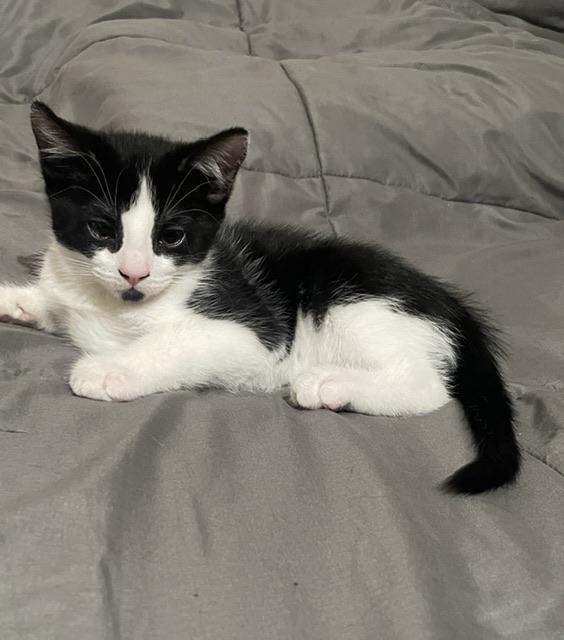 Sassy and Tuxie