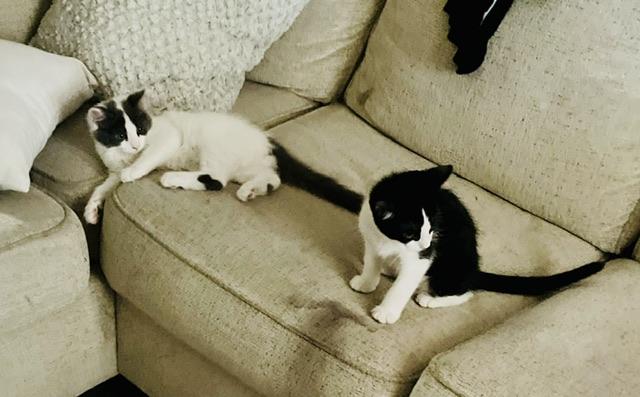Sassy and Tuxie