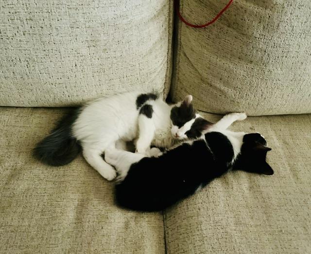 Sassy and Tuxie