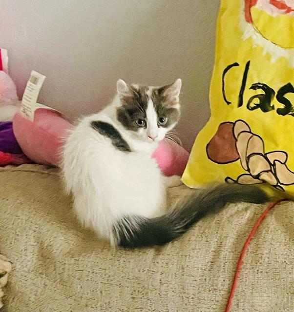 Sassy and Tuxie