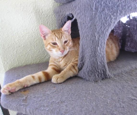 Nelson, Young Male Domestic Short Hair