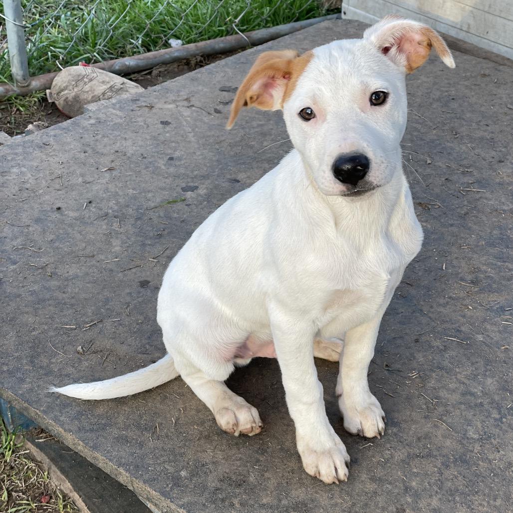 Finn — thumbnail 2