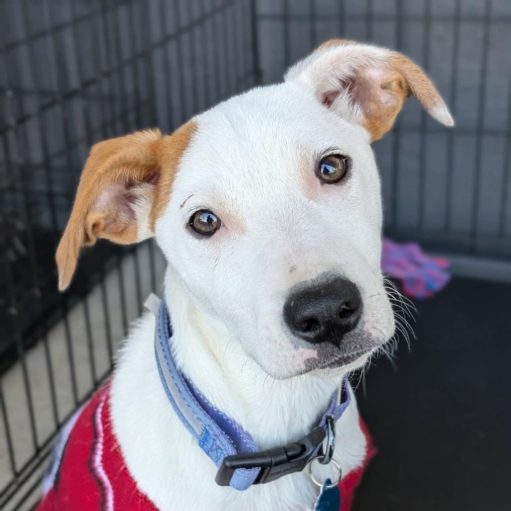 Finn — thumbnail 3