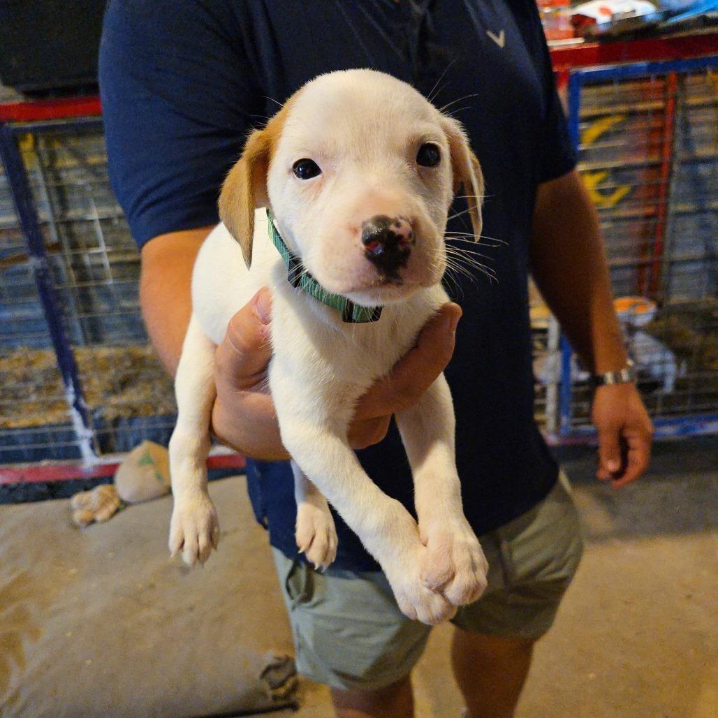 Finn — thumbnail 4