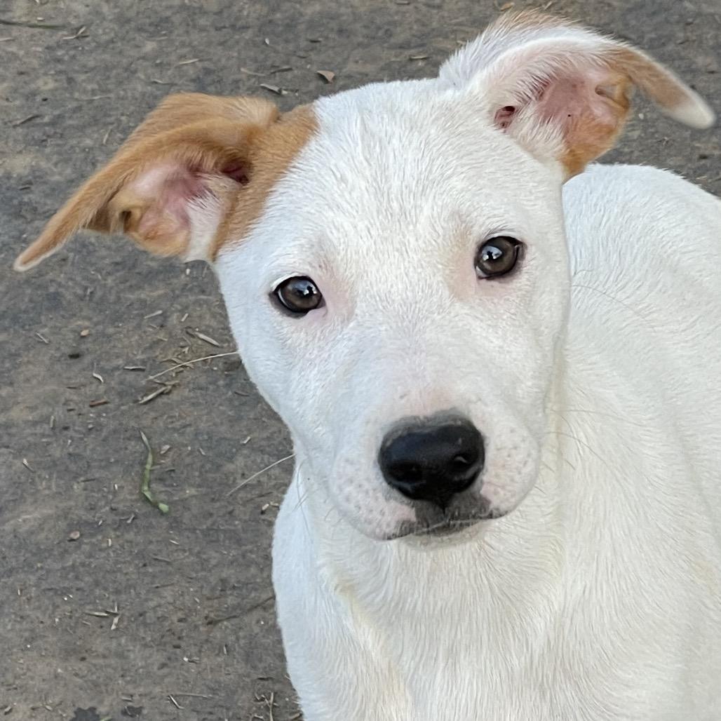 Finn — thumbnail 5