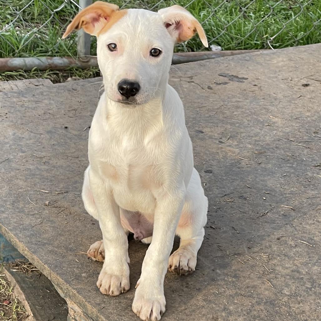 Finn — thumbnail 6