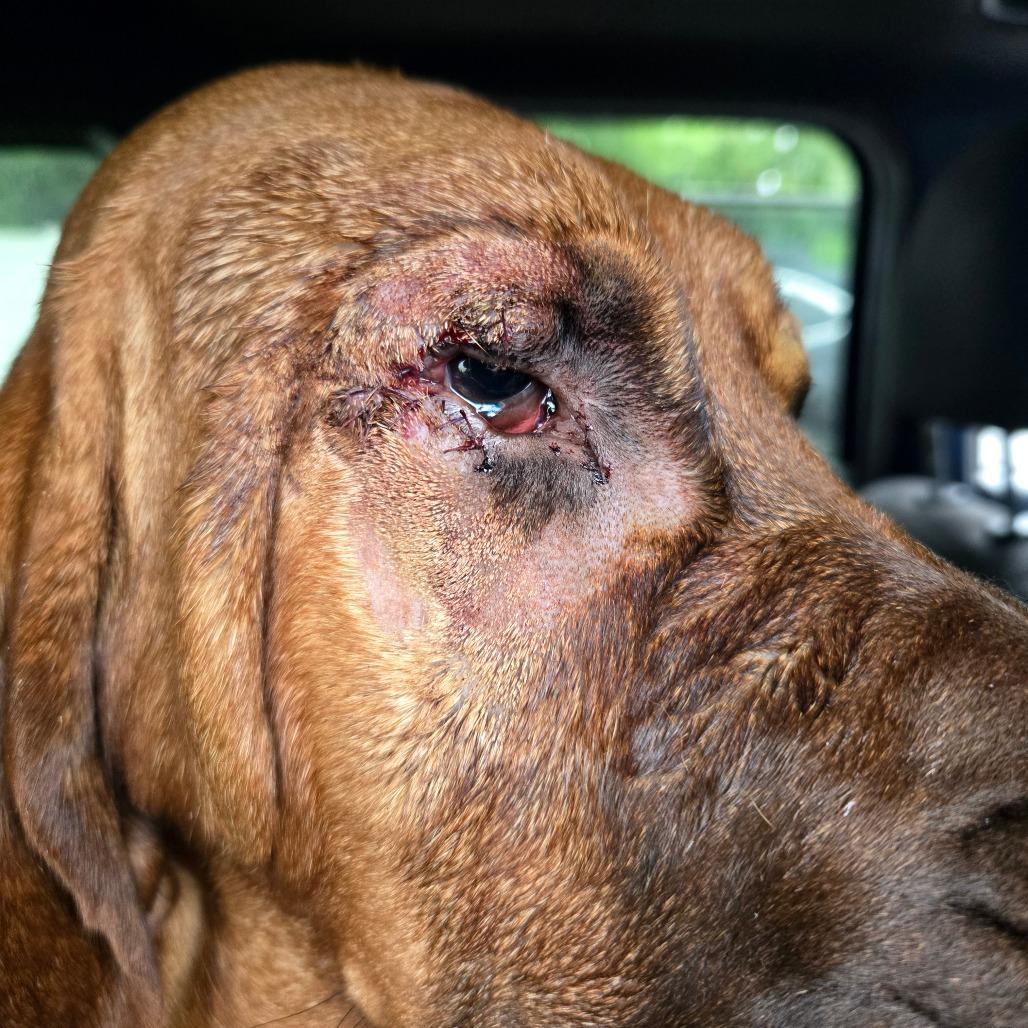 CT Sanya (Fostered in Glastonbury, CT), a Adoptable Bloodhound in Eastford, CT image 2/4