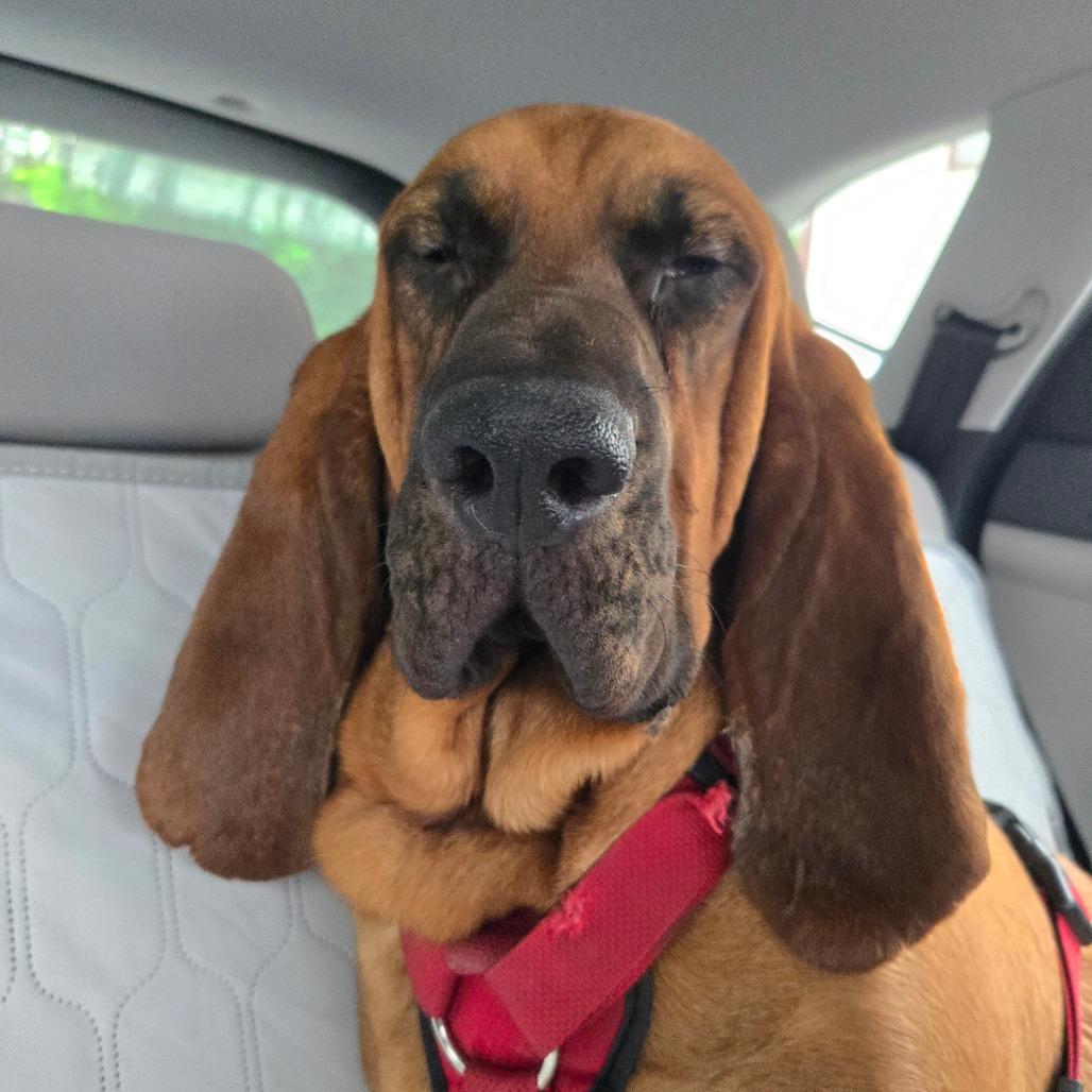 CT Sanya (Fostered in Glastonbury, CT), a Adoptable Bloodhound in Eastford, CT image 3/4