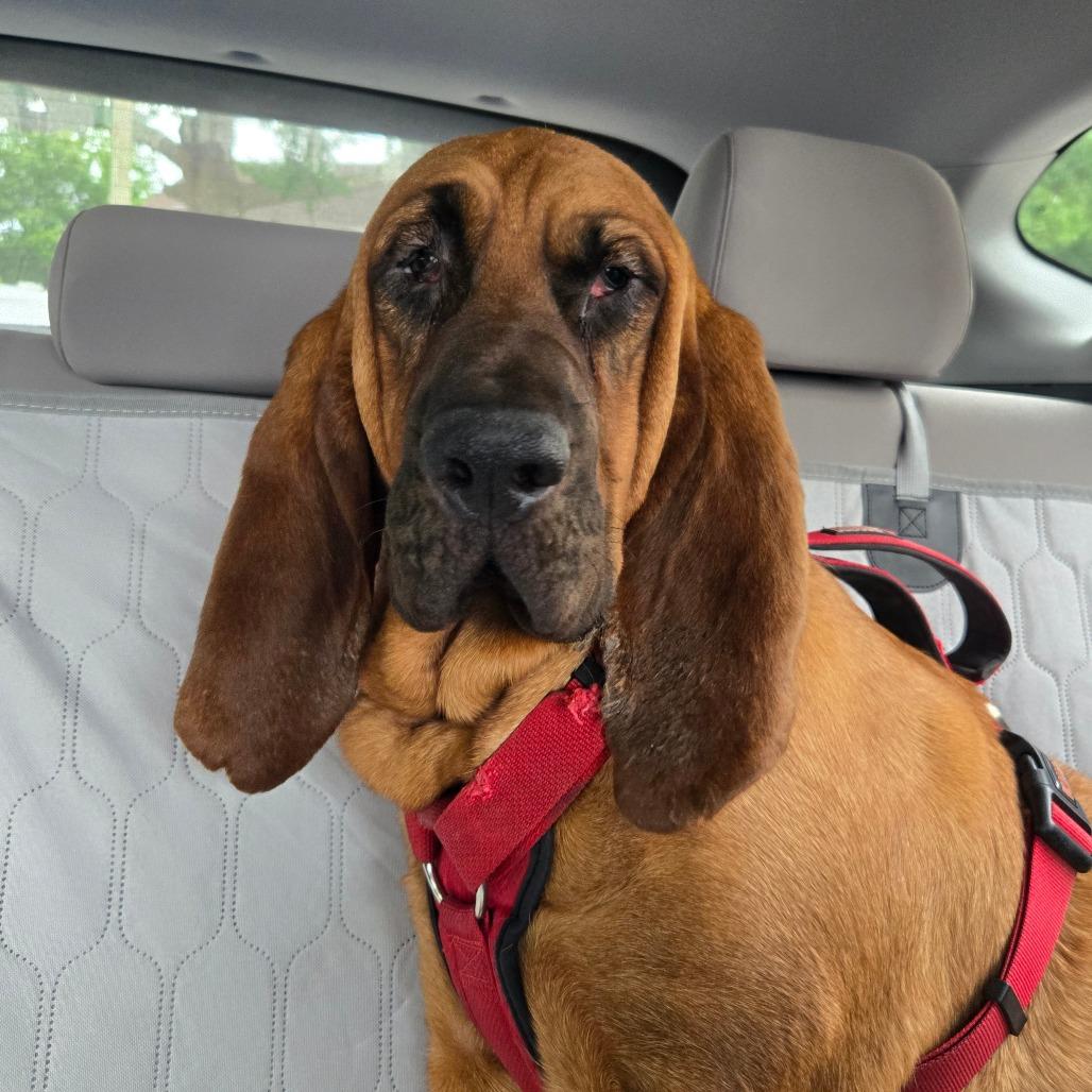 CT Sanya (Fostered in Glastonbury, CT), a Adoptable Bloodhound in Eastford, CT image 4/4