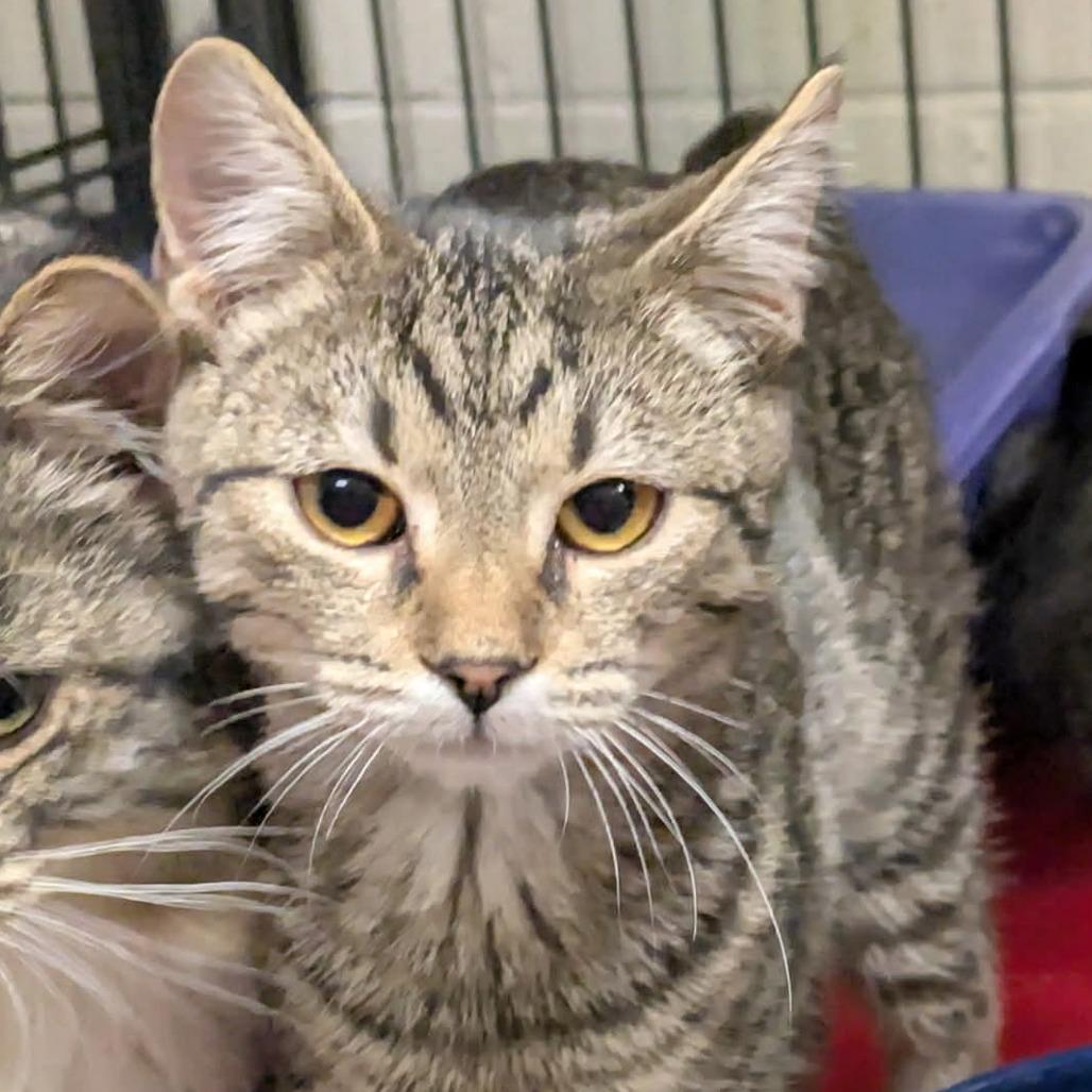 Enlarge Cindy, a Adoptable mixed breed in Toms Brook, VA image 1/1