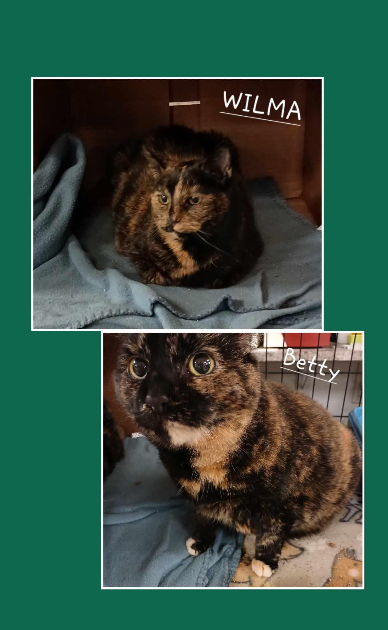 Wilma&Betty, Adult Female unknown