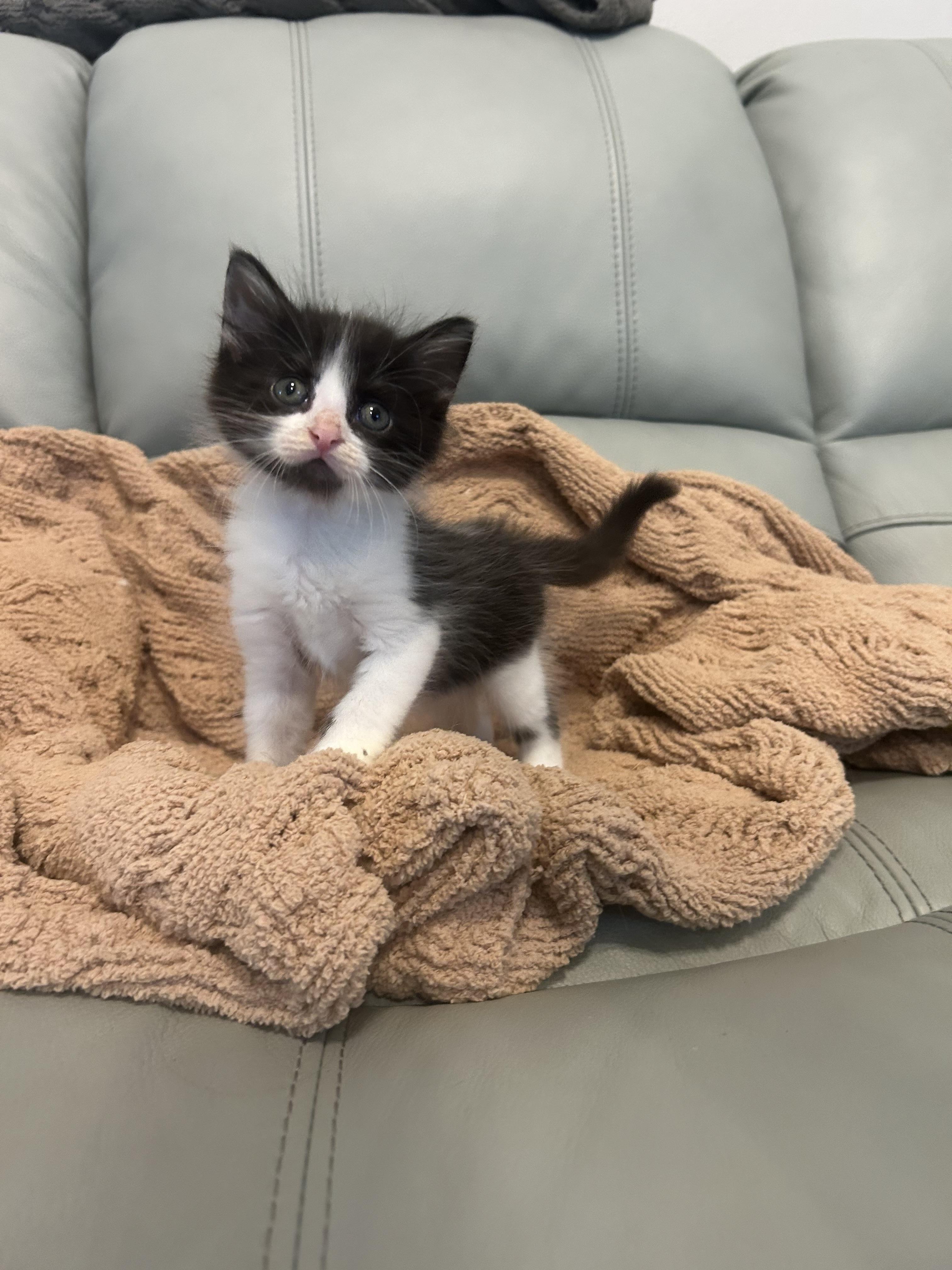 Hogan, Adoptable, Kitten Male Domestic Medium Hair.