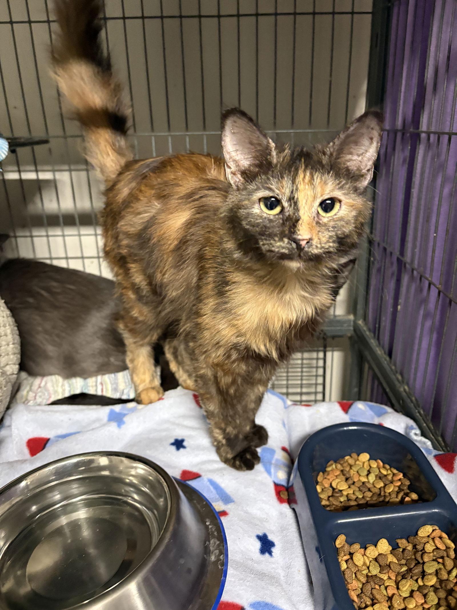 Duffy    (th), Adoptable, Young Female Domestic Medium Hair & Tortoiseshell.