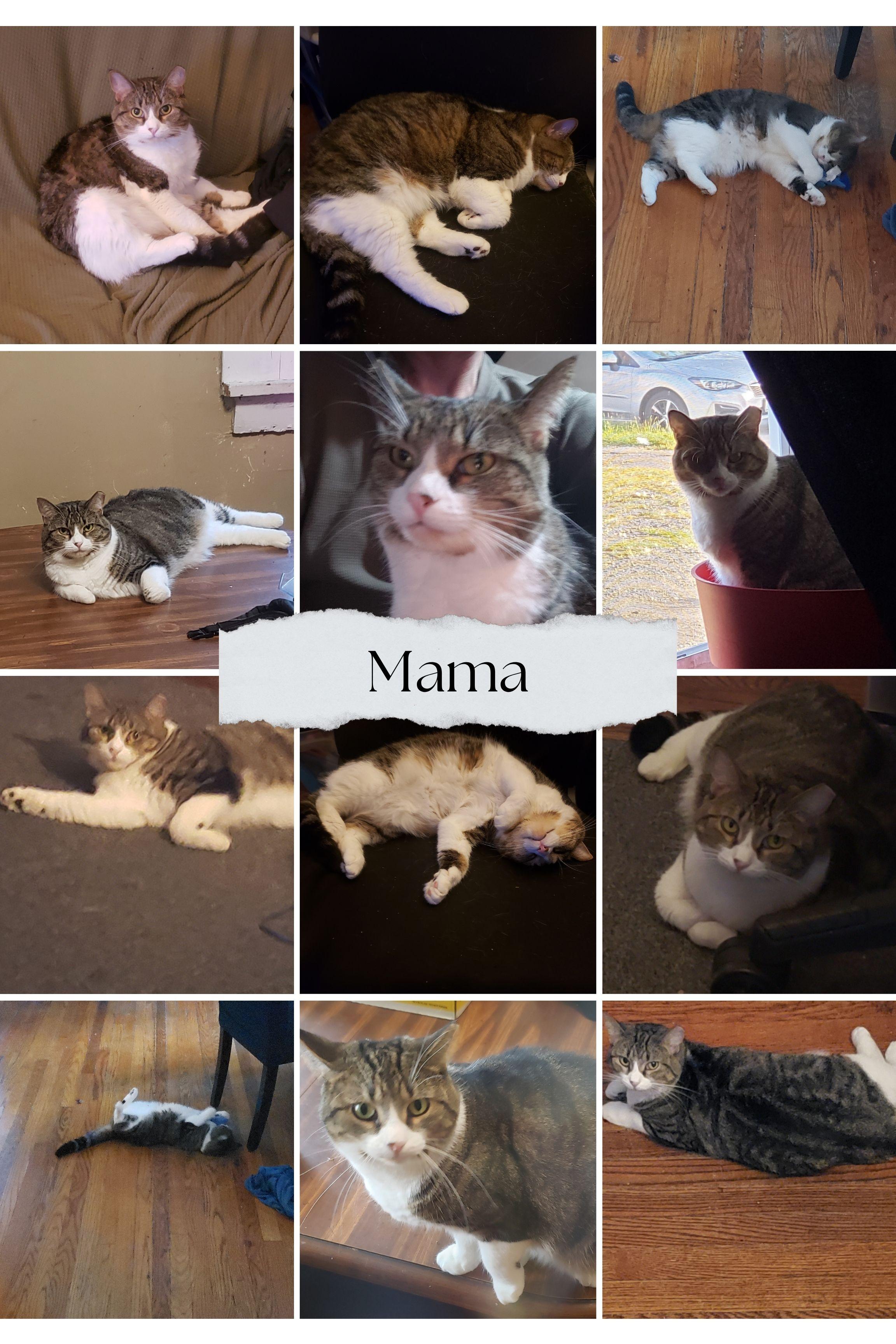 Enlarge Mama (AKA Mamaccino), a ADOPTABLE mixed breed in Schenectady, NY image 2/2