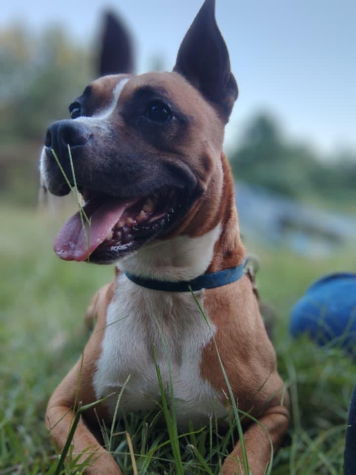 Enlarge Bubby 39692, a Adoptable Boxer in Prattville, AL image 1/3