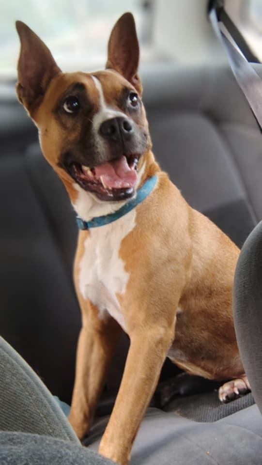 Enlarge Bubby 39692, a Adoptable Boxer in Prattville, AL image 2/3